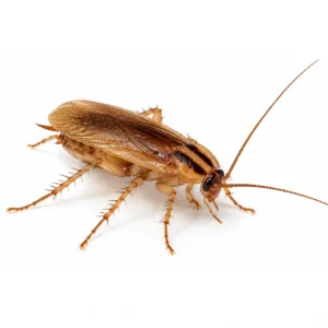 INSECTICIDAS – EFECTO RESIDUAL