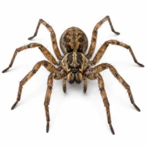 INSECTICIDAS DE ACCIÓN MÚLTIPLE