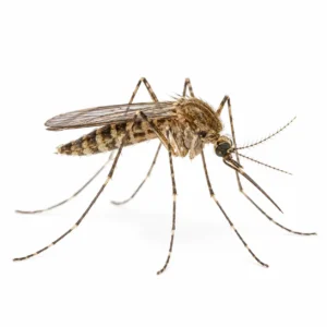 INSECTICIDAS – LARVICIDAS